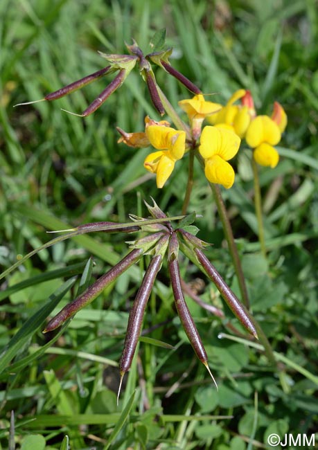 Лядвенец рогатый lotus corniculatus